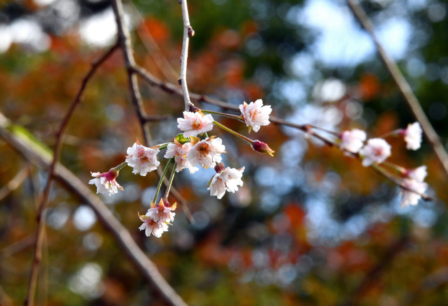日本全国相继出现错季开放的樱花 专家:24号台
