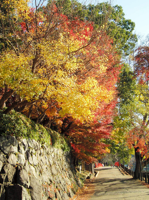 走进秋季的京都宇治 观赏别样的红叶盛宴