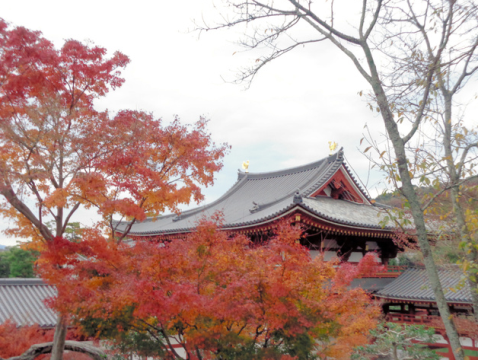 走进秋季的京都宇治 观赏别样的红叶盛宴