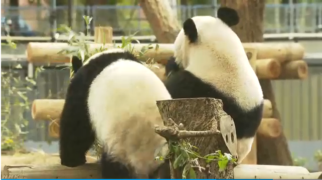 东京上野动物园的大熊猫香香从11月13日起将开始独立生活