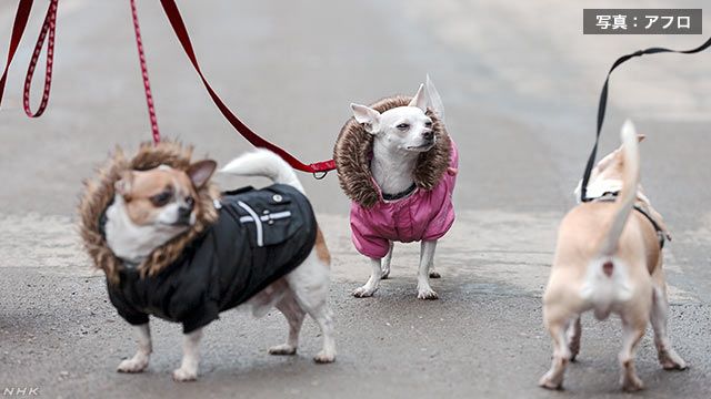 日本的宠物狗也开始逐渐趋向老龄化