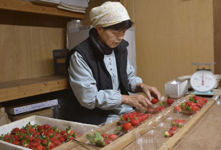 日本佐贺县新品种草莓首次上市