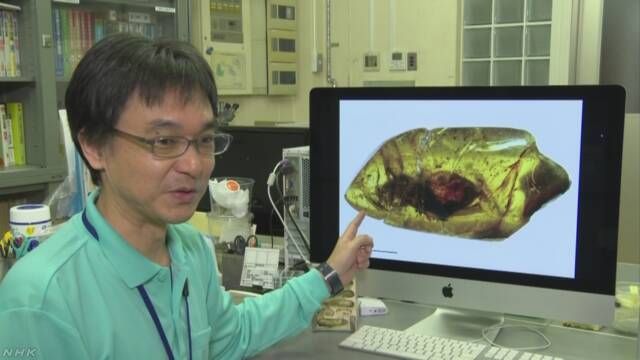 因日本演员香川照之喜欢昆虫 新昆虫化石命名为“照之”