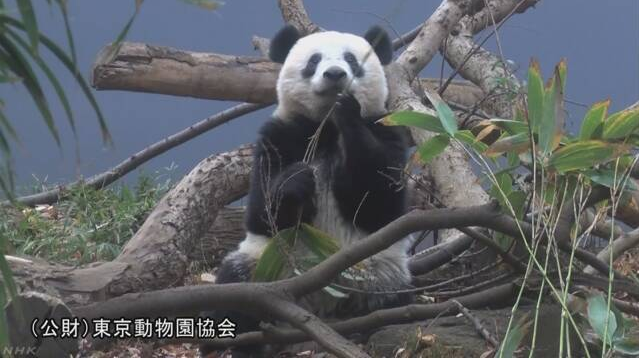 大熊猫香香于12日迎来一岁半的生日 并且将离开母亲独立生活