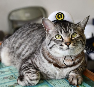 日本千叶警察局的流浪猫成为人气明星