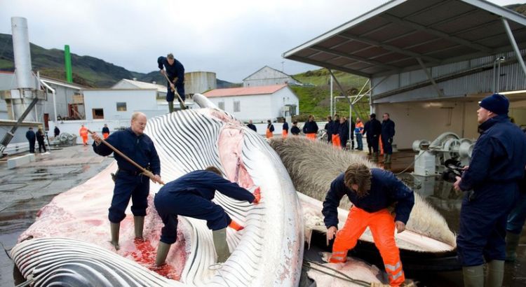 捕鲸提案被否，日本预计将退出国际捕鲸委员会（IWC）