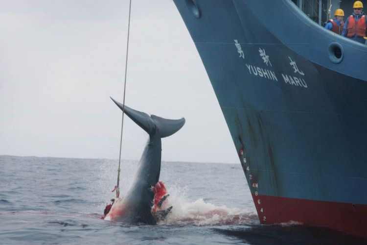 日本宣布退出国际捕鲸委员会 2019年7月重启商业捕鲸