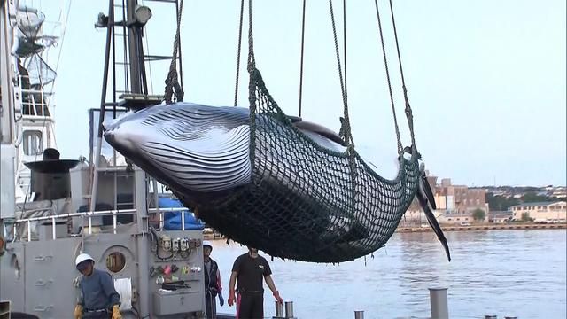 日本宣布退出国际捕鲸委员会 2019年7月重启商业捕鲸