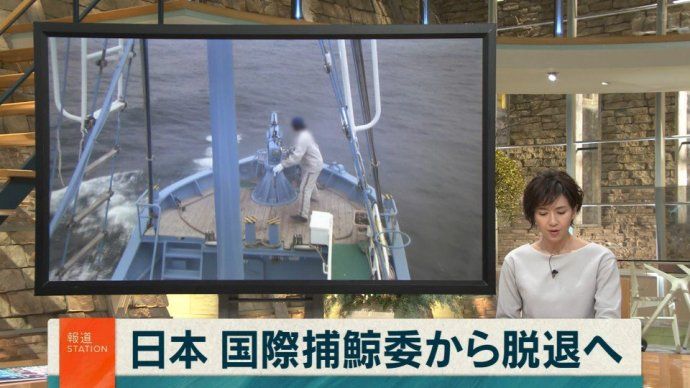 正式“退群”后，日本接下来关于商业捕鲸的几点变化