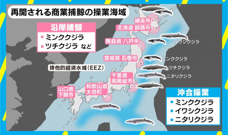 日本退出国际捕鲸委员会 真正理由引起民众深思