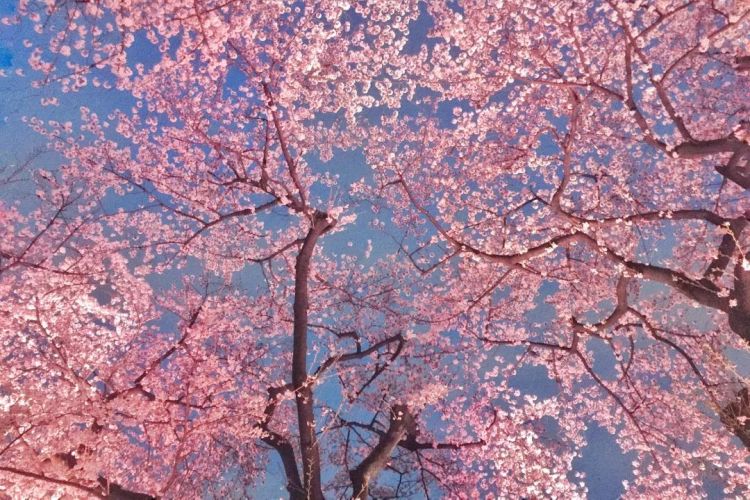 确定了！日本签证大放宽！无需资产证明，2019年樱花季随时出发！