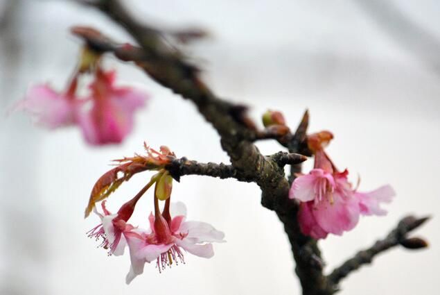 日本熊本早樱“河津樱”开花 比往年早了十多天
