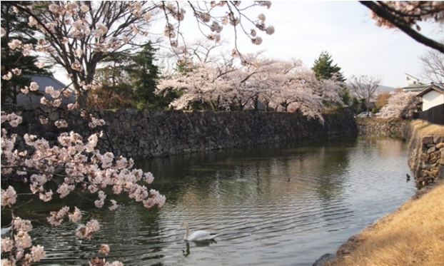 如梦如幻如痴如醉，长野县松本城又将迎来樱花季