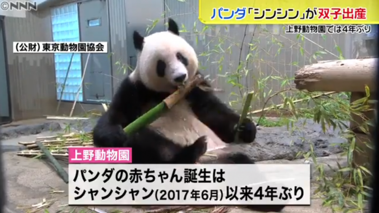 上野动物园大熊猫"真真"时隔四年再次分娩,顺利生下双胞胎