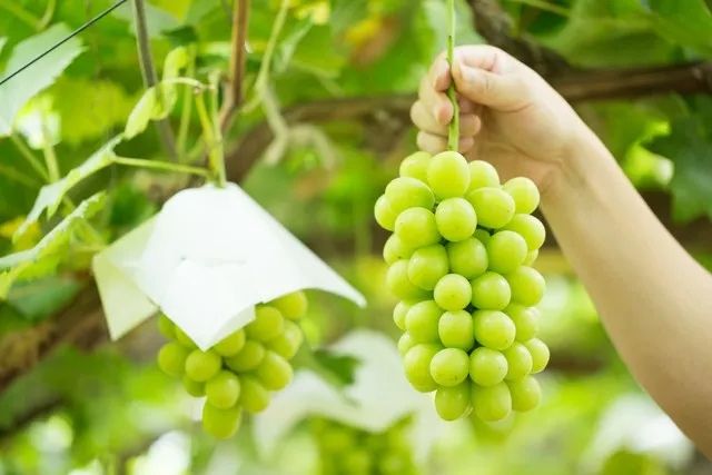 日本的天价葡萄在中国为什么越卖越便宜