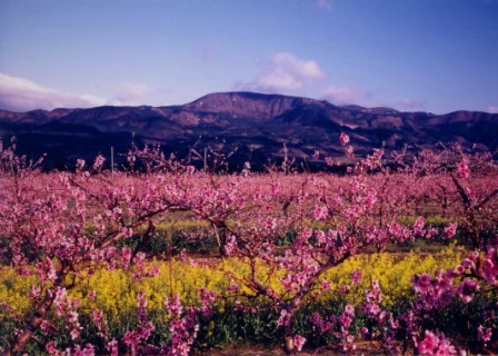 桑折桃源乡的桃花