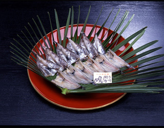 日本目光鱼图片