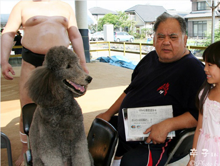 日本相扑里的中国籍大力士