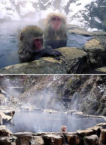 地狱谷温泉：日本雪猴的疗养院