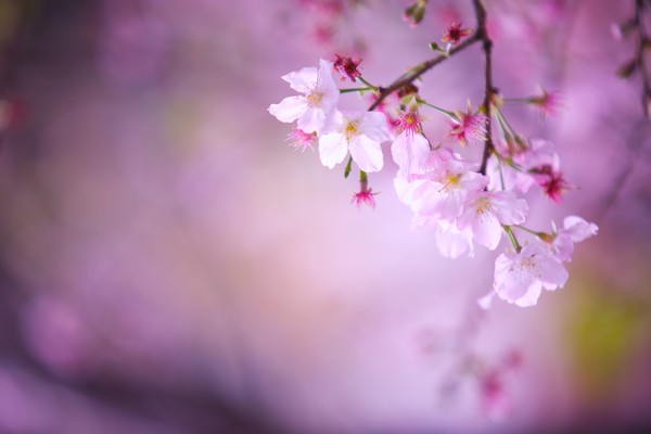 樱花与日本文化