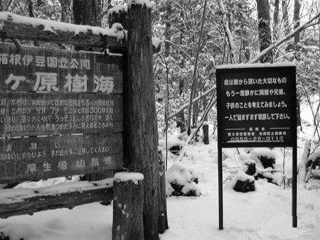 20分钟一具尸体：恐怖的日本自杀森林