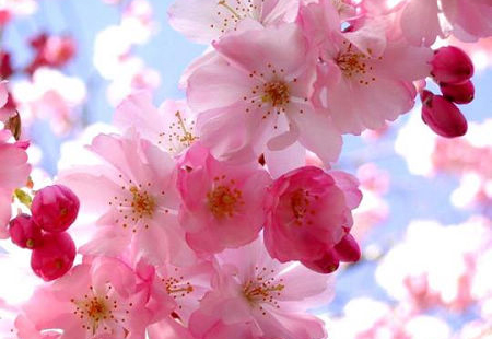 浪漫樱花里隐藏的日本文化