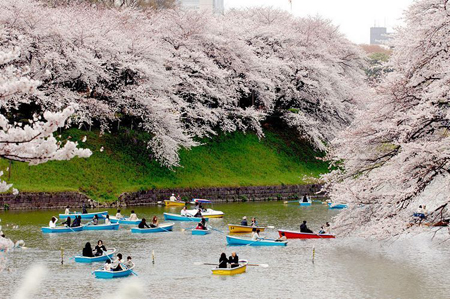 日本为何称之为“樱花之国”