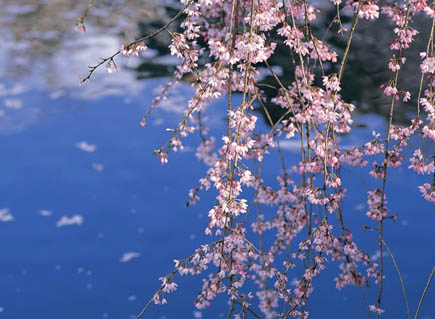 关于日本樱の花的美丽传说