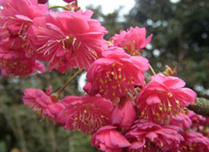 日本各种樱花的花语一览