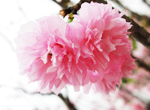 日本各种樱花的花语一览