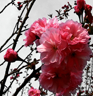 日本民族的骄傲与自豪  樱花