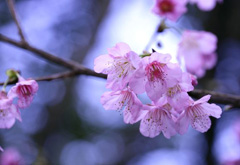 赏樱花佳处   名护城迹公园