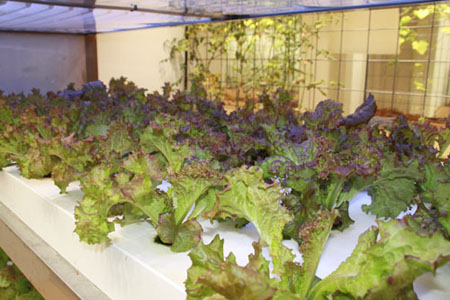 高楼大厦里收割水稻 繁华都市中的现代农园