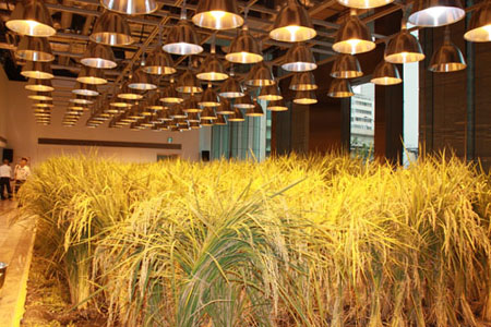 高楼大厦里收割水稻 繁华都市中的现代农园