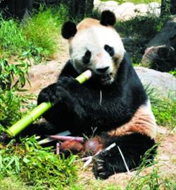 中方赴日调查熊猫死因 将获赔50万美元