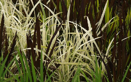 日本“稻田艺术节” 农民用水稻作画
