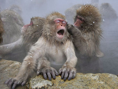 日本雪猴表情放松  陶醉于温泉浴