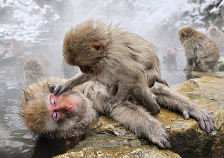 日本雪猴表情放松  陶醉于温泉浴