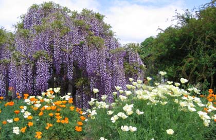 不容错过的紫藤花园开催景观