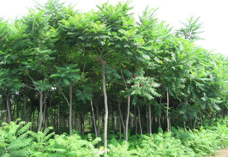 北海道地区产业之黄杨树