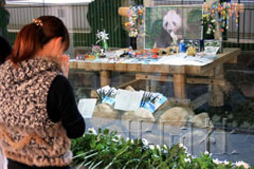 日本动物园举行献花仪式告别大熊猫兴兴