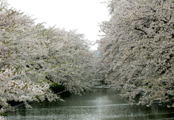 日本樱花的前线情报员 染井吉野樱