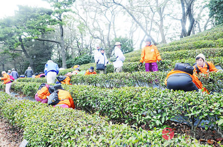日本老人为向天皇表敬意自发来皇居整理草坪