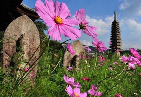 日本般若寺大波斯菊争奇斗艳