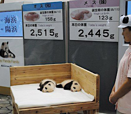 日本和歌山公布熊猫龙凤胎新名字