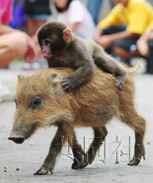 京都动物园明星小猴Miwa被浣熊袭伤