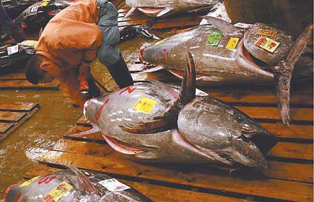 筑地鱼市：东京人卖鱼暗语叫得惊心动魄