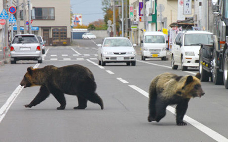 日本北海道小镇现棕熊 近日连发“熊伤人”