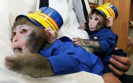 日本火车站为招揽乘客 两猴子穿衣戴帽当站长