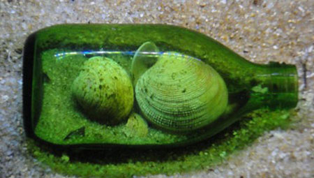 日本超人气花蛤蜗居瓶子